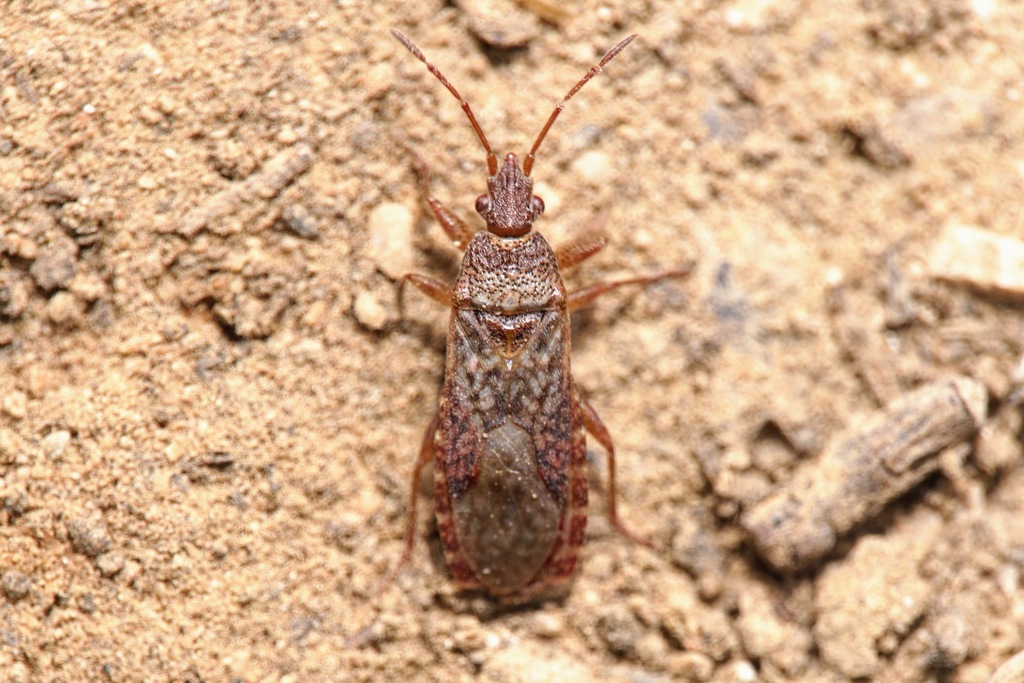 Orsillus reyi