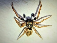 Menemerus semilimbatus