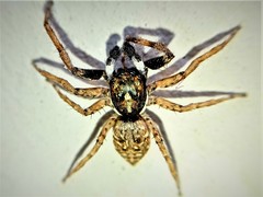 Menemerus semilimbatus