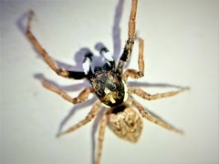 Menemerus semilimbatus