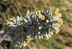 Kalanchoe thyrsiflora
