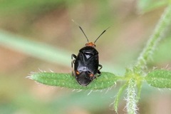 Deraeocoris schach novaki
