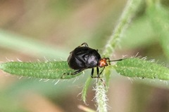 Deraeocoris schach novaki