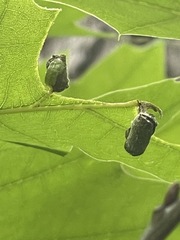 Synolabus bipustulatus