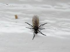 Empis chioptera