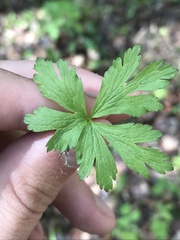 Anemone multifida multifida