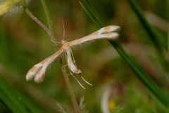 Marasmarcha oxydactylus