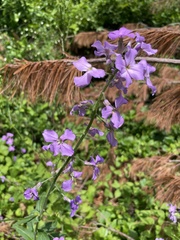 Phlox maculata