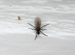 Empis chioptera