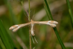 Marasmarcha oxydactylus