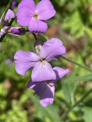Phlox maculata