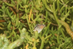 Brephidium exilis yucateca