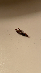 Homalodisca vitripennis