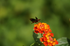 Miltomiges cinnamomea