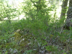 Juniperus sabina