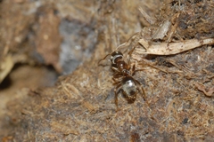 Lasius alienus