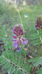 Astragalus bisulcatus