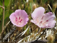 Calochortus striatus