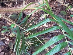 Calamus australis
