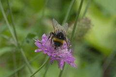 Bombus