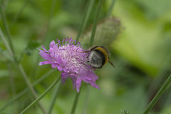Bombus