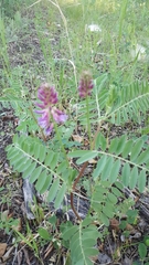 Astragalus bisulcatus