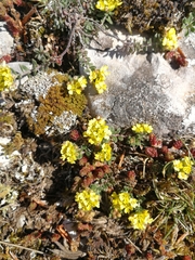 Alyssum montanum