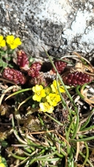 Alyssum montanum