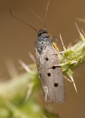 Ethmia aurifluella