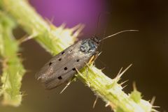 Ethmia aurifluella