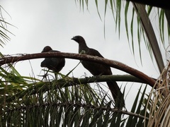 Ortalis squamata