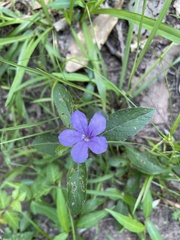 Ruellia pedunculata