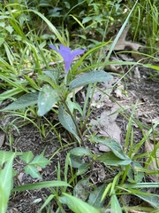 Ruellia pedunculata