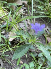 Ruellia pedunculata