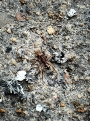 Asagena americana