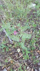 Astragalus bisulcatus