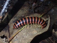 Boraria deturkiana