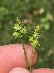 Carex cephalophora