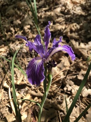 Iris hartwegii australis