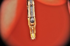 Phanogomphus hodgesi