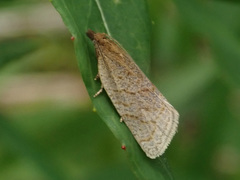 Clepsis senecionana