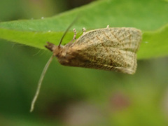 Clepsis senecionana