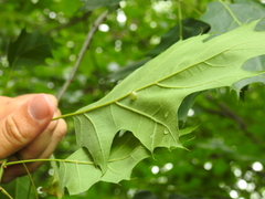 Dryocosmus cinereae