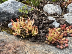 Endophyllum sempervivi