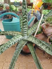 Gasteria bicolor