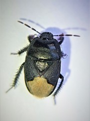 Cydnus aterrimus
