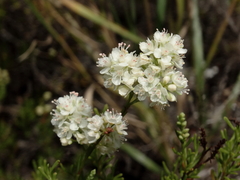 Polygonum dentoceras