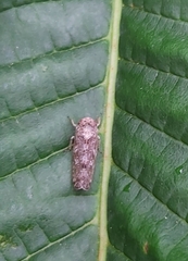 Allygidius atomarius