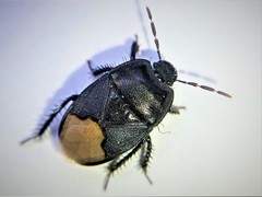 Cydnus aterrimus
