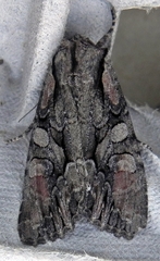 Lacanobia subjuncta
